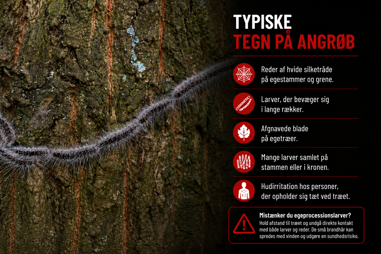 Typiske tegn på angreb af egeprocessionslarver med hvide silkespind, larver i lange rækker, afgnavede egeblade og larver samlet på egetræets stamme.